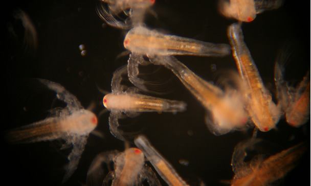 artemia pakan alami ikan cupang