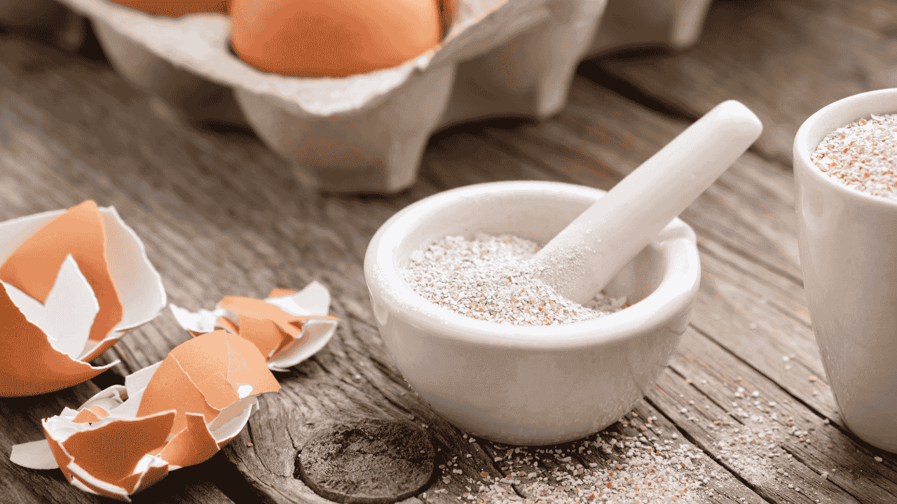 bubuk cangkang telur