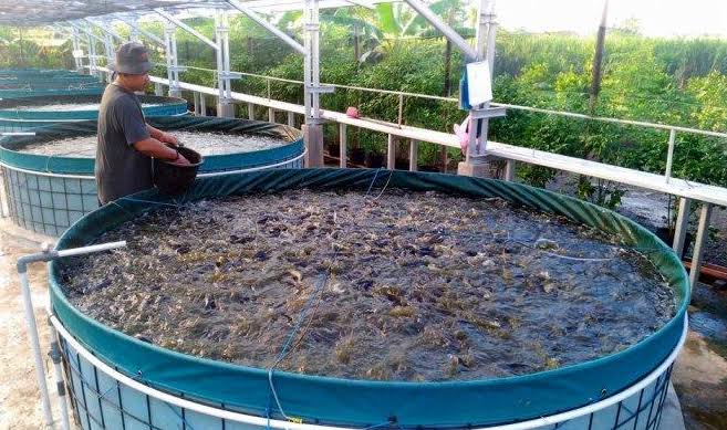 budidaya lele dengan sistem bioflok 2 budidaya ikan dengan sistem bioflok