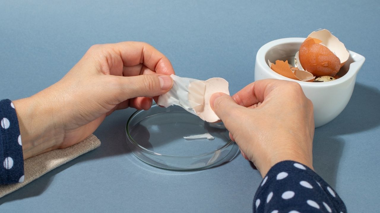 Cara Mengolah Cangkang Telur