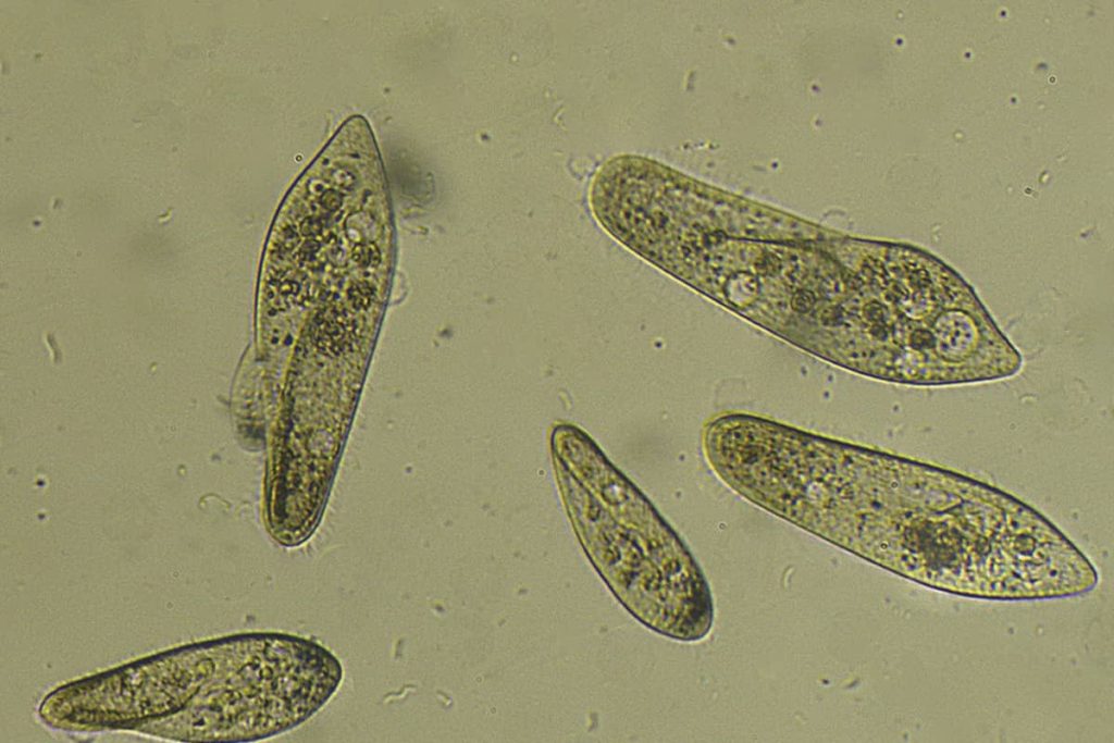 infusoria untuk pakan alami ikan cupang