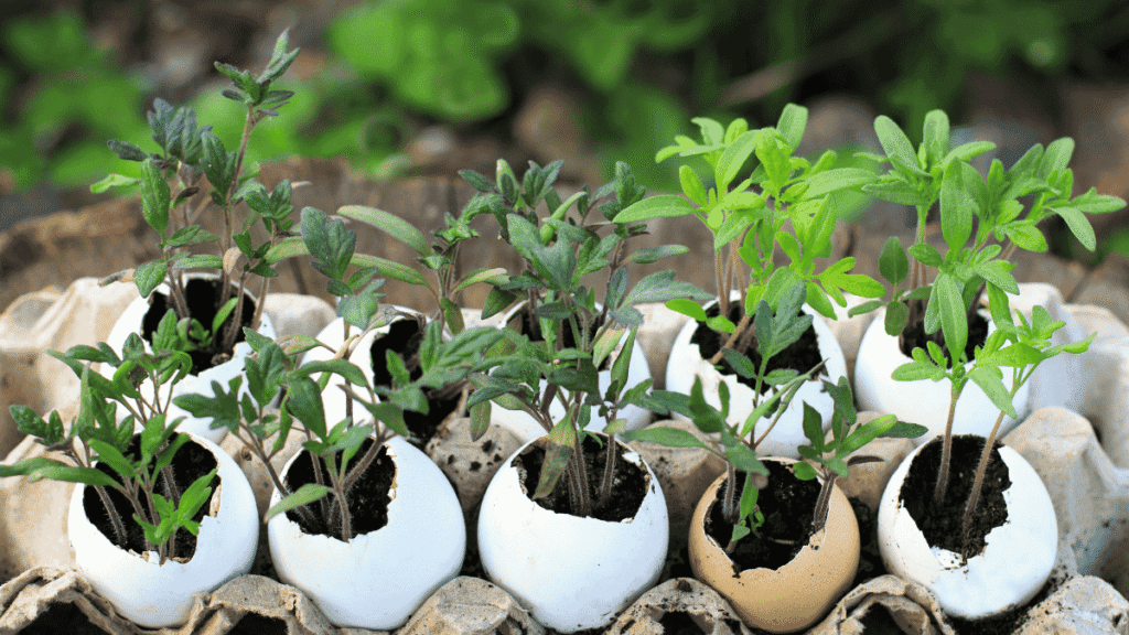 jenis tanaman yang cocok diberi cangkang telur