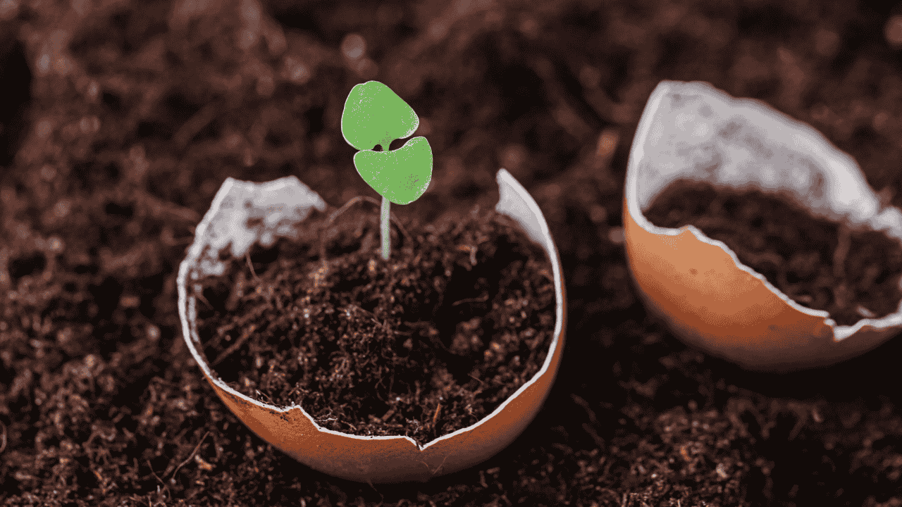 Manfaat cangkang telur untuk tanaman