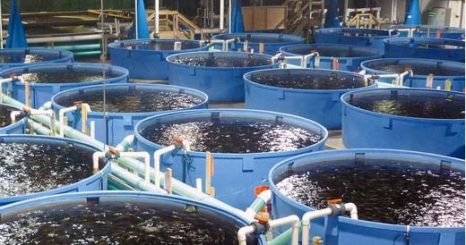 sistem bioflok budidaya ikan bioflok