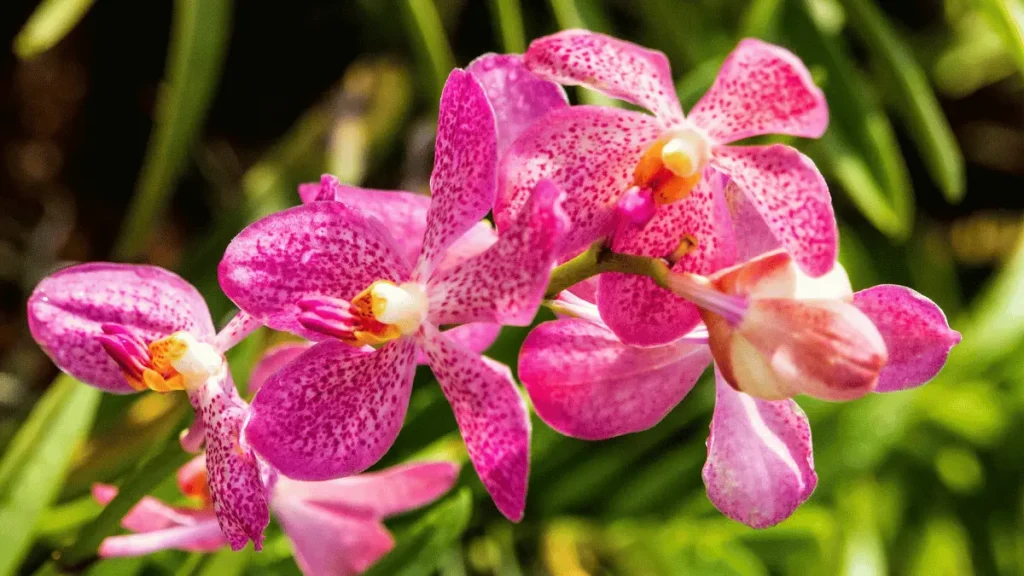 10 1 budidaya bunga anggrek