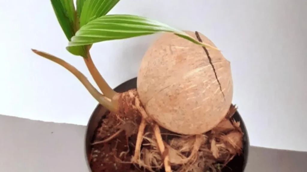 cara menanam bonsai kelapa