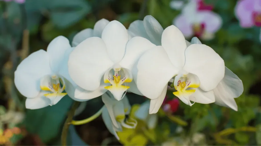 cara menyiram bunga anggrek