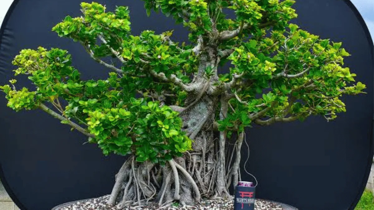 10 converted bonsai kimeng