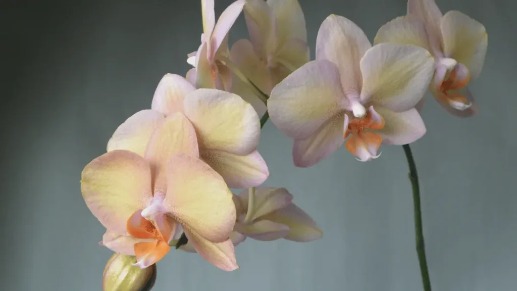 11 1 budidaya bunga anggrek