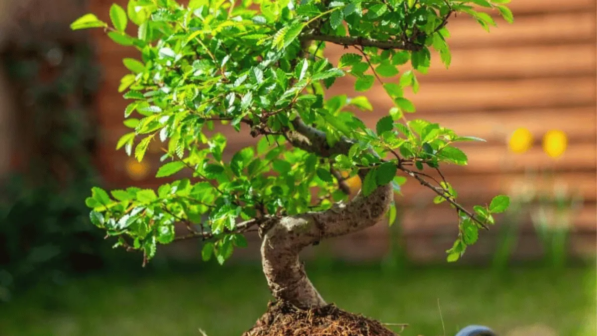11 converted bonsai ulmus