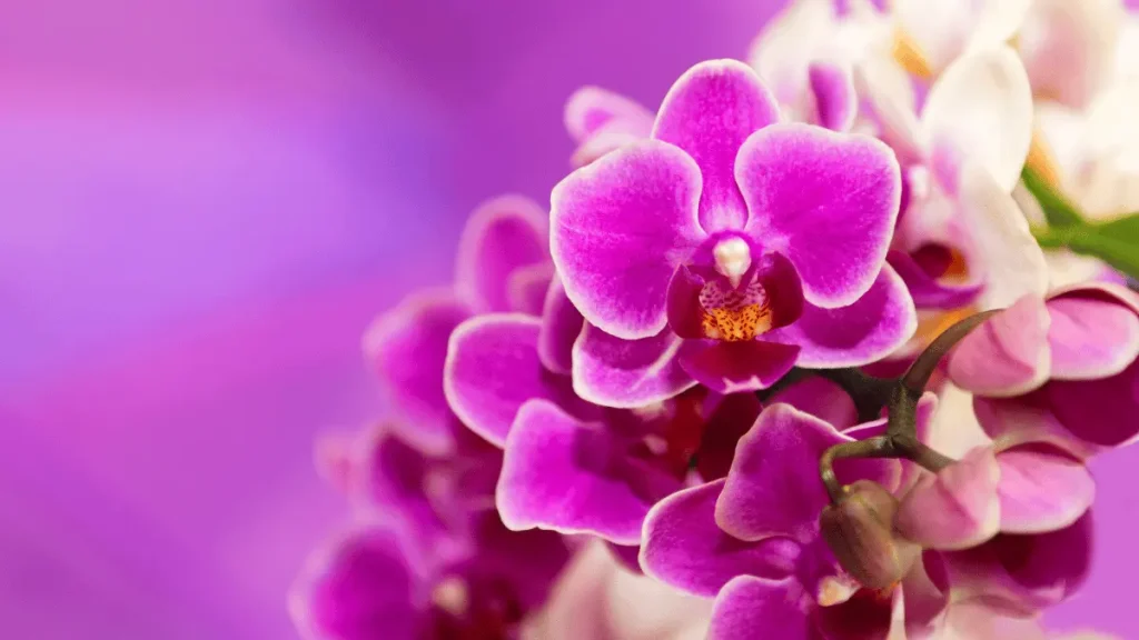 13 budidaya bunga anggrek