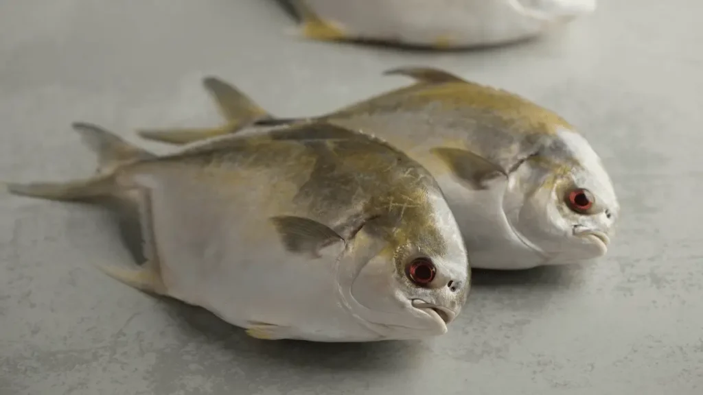 bibit ikan bawal unggul