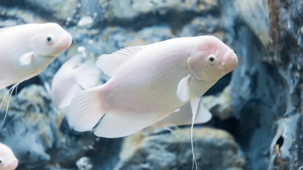 2 ikan gurame padang