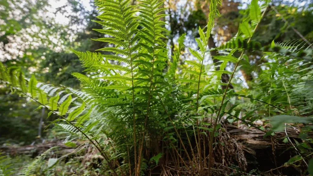 karakteristik tanaman paku