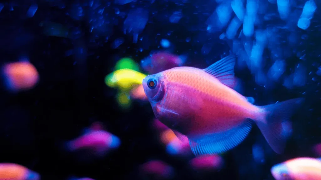 2 converted 2 ikan glofish