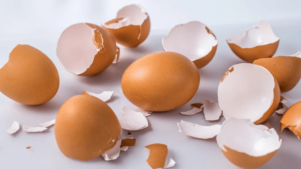 cangkang telur untuk pakan ayam