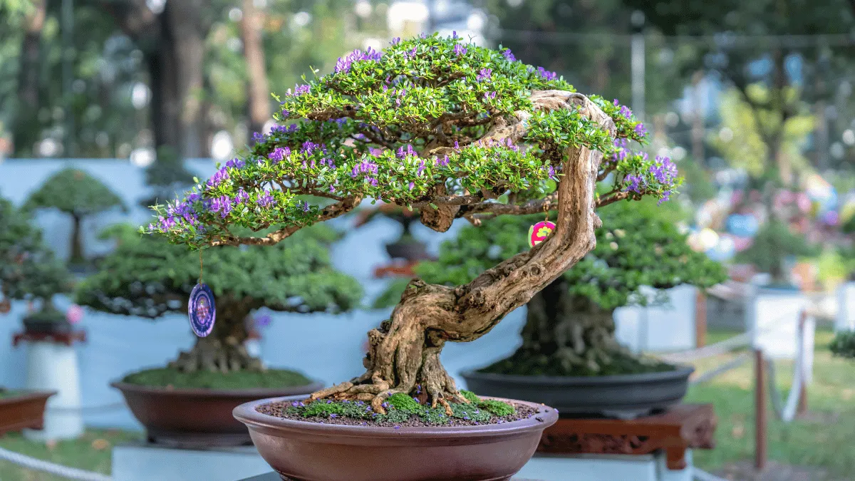 2 converted 7 gambar-bonsai-termahal