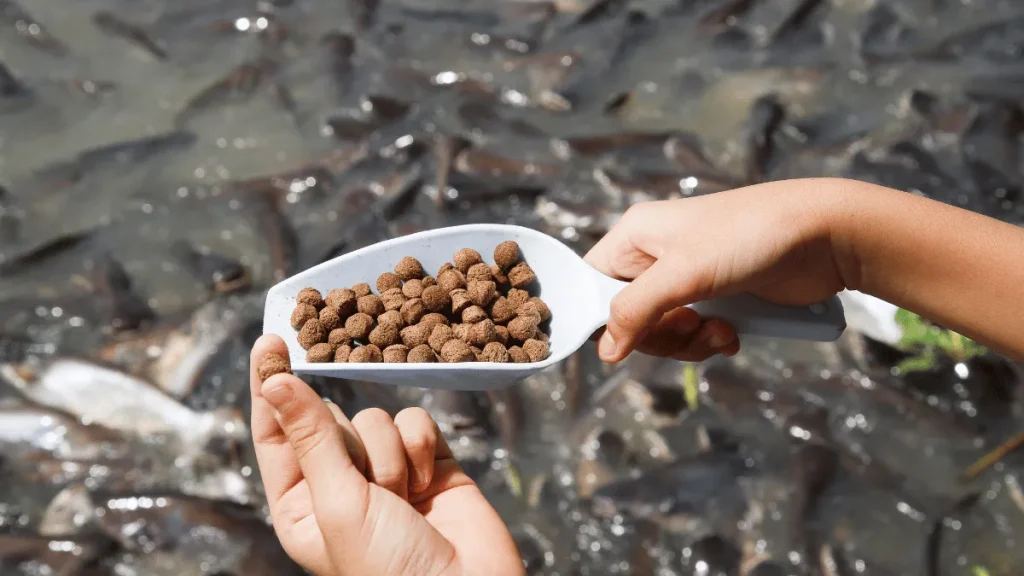 2 converted 9 pakan ikan berprotein tinggi