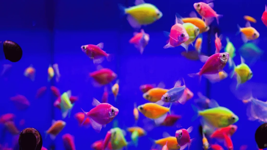 3 converted 2 pakan ikan glofish