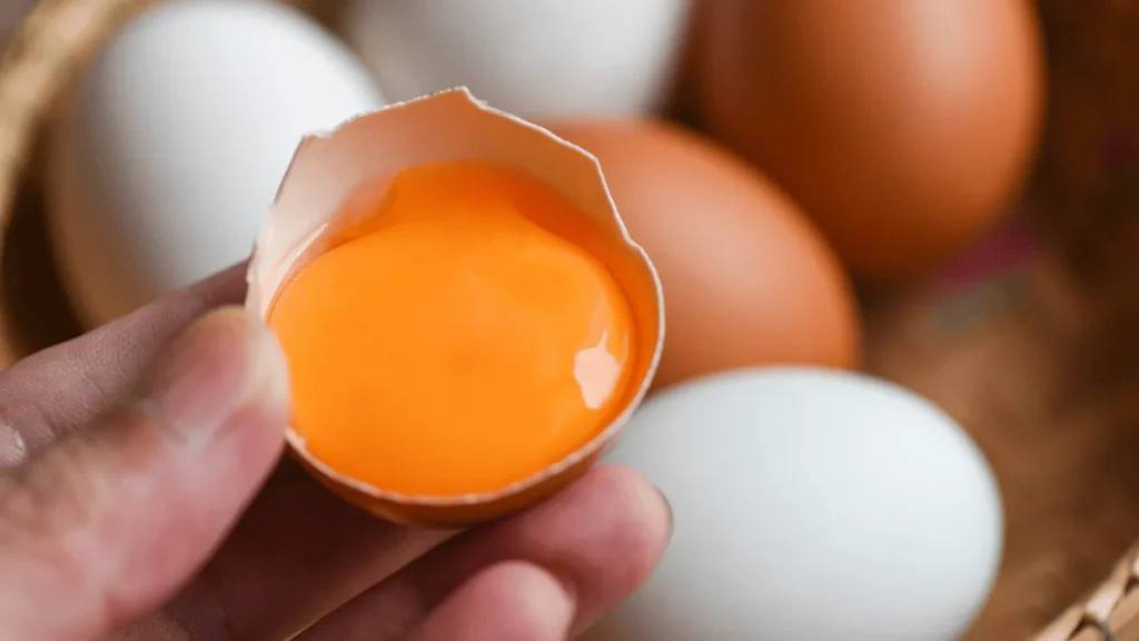 nutrisi cangkang telur