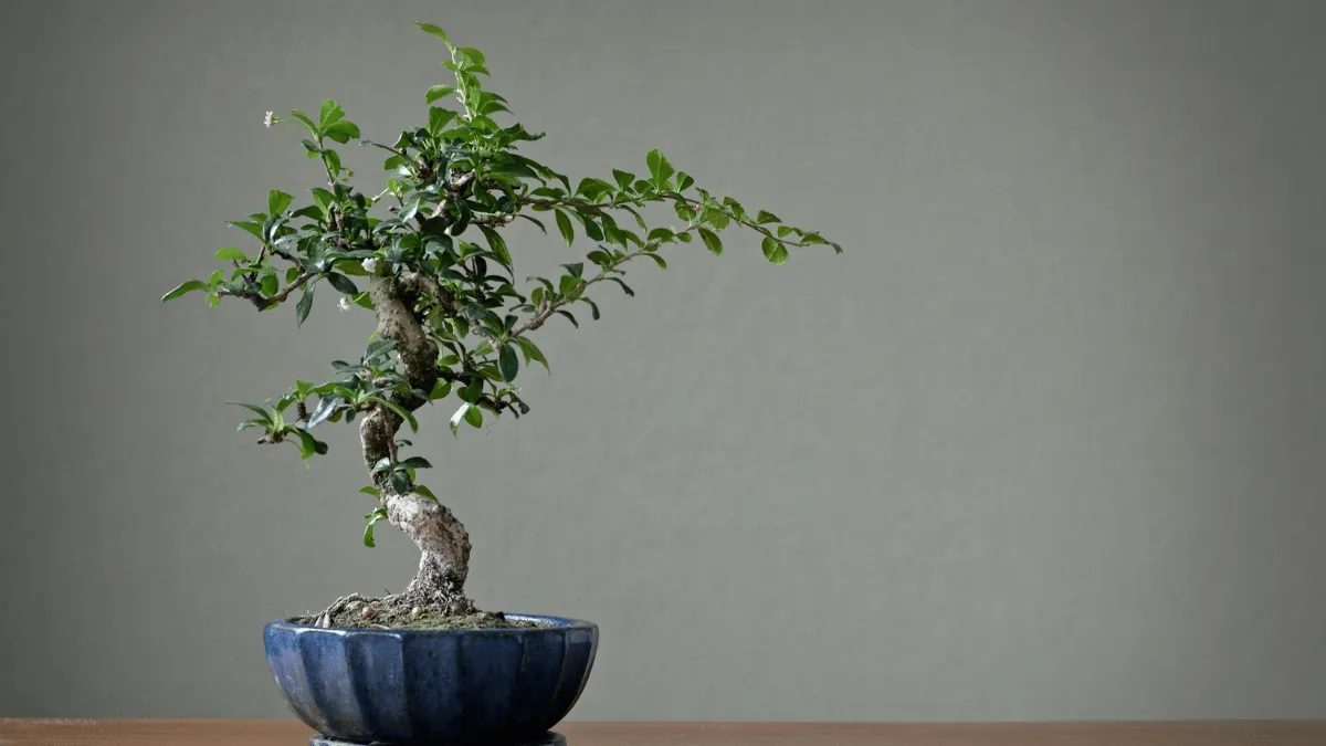 3 converted 7 pohon-bonsai