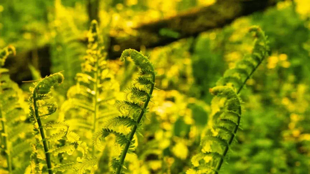 habitat tanaman paku