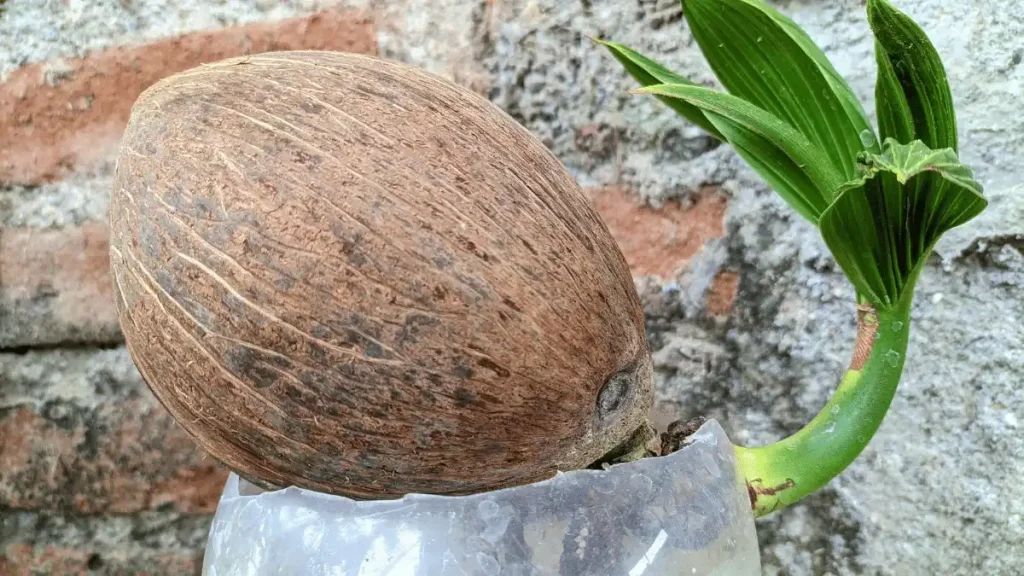 alat dan bahan bonsai kelapa