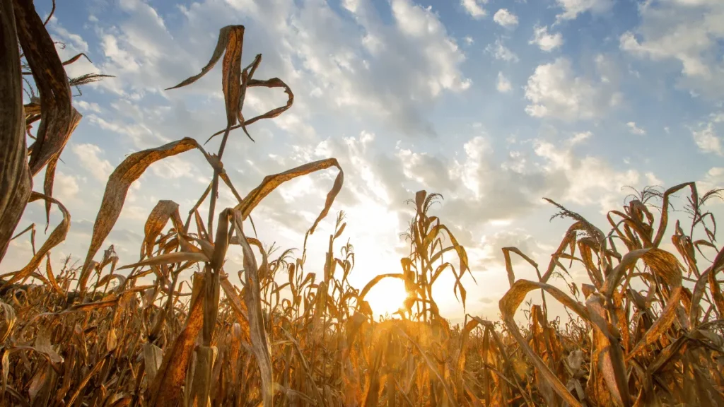 4 converted 1 dampak perubahan iklim