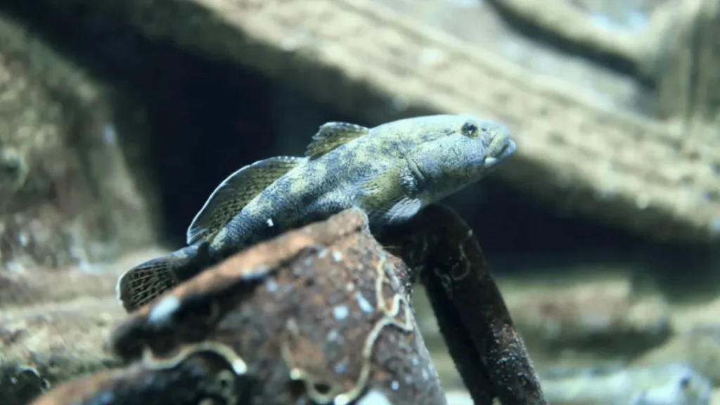 persiapan kolam anakan ikan betutu