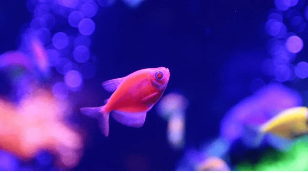 4 converted 3 kandungan nutrisi pakan ikan glofish