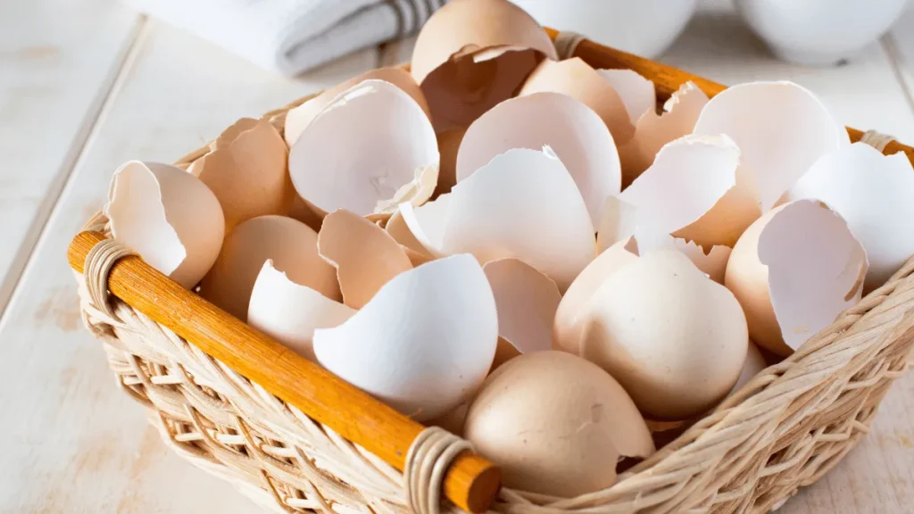 manfaat cangkang telur untuk pakan ayam