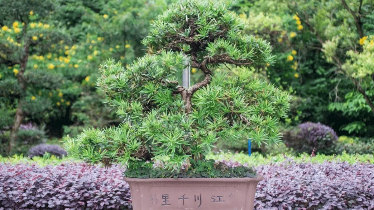 4 converted 9 bonsai pinus putih jepang