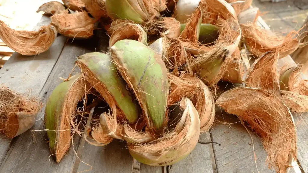 pengupasam sabut kelapa