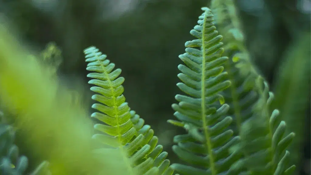 manfaat tanaman paku