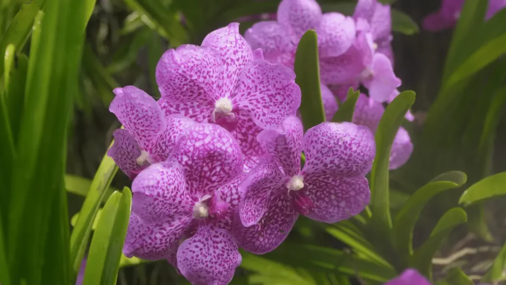 5 6 anggrek vanda