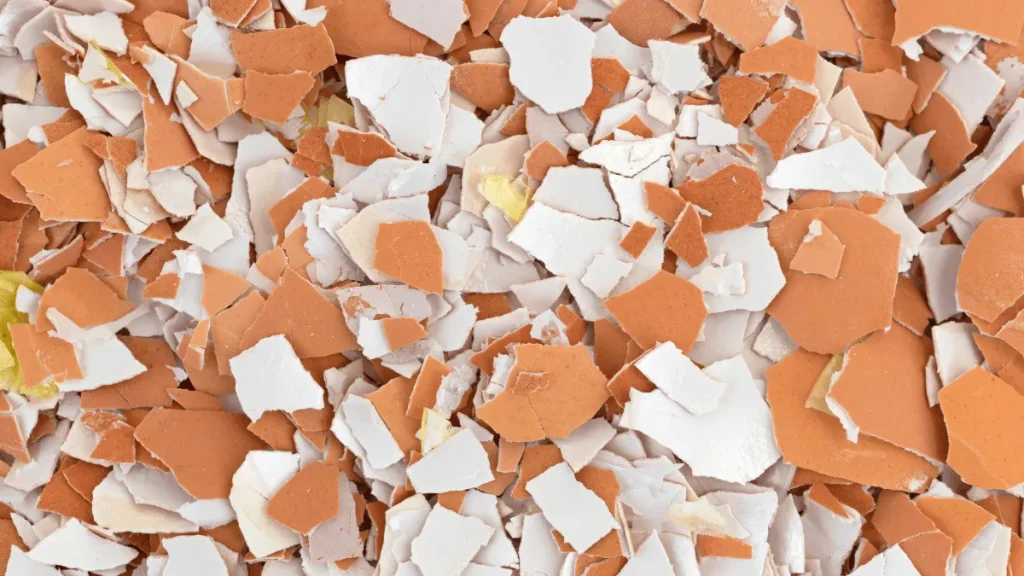 cara mengolah cangkang telur