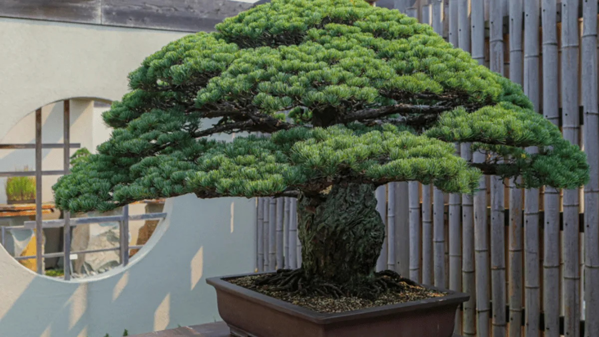 5 converted 8 bonsai yamaki pine
