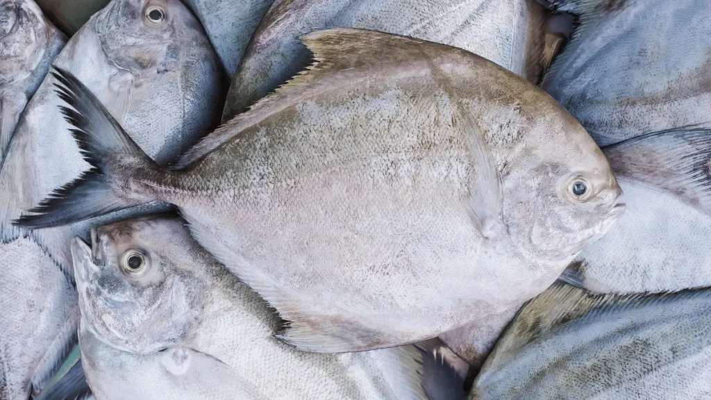 bibit ikan bawal unggul