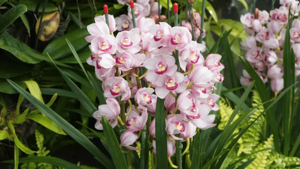 6 5 1 anggrek perahu