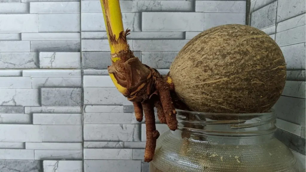 media tanam bonsai kelapa