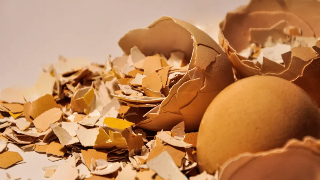 tips penggunaan cangkang telur