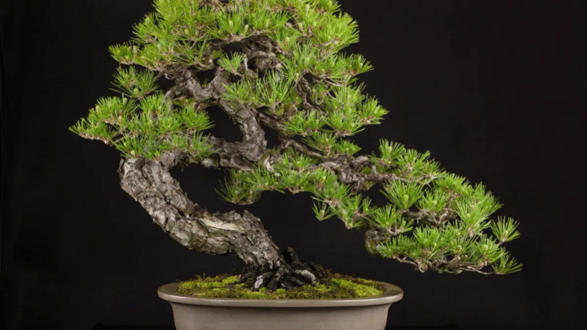 6 converted 8 bonsai pinus hitam jepang