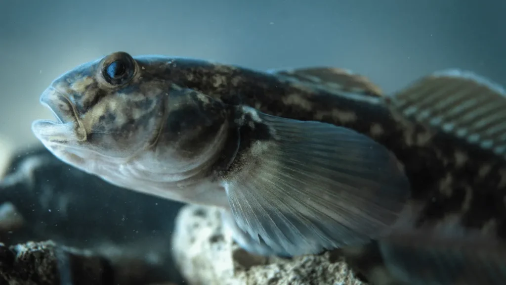 penyakit ikan betutu