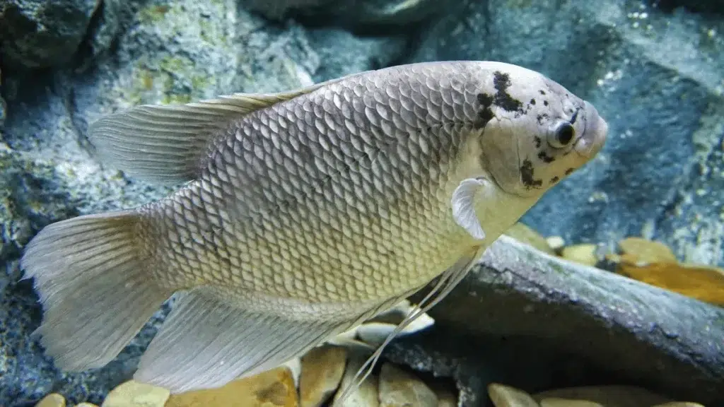 7 bibit ikan gurame unggul