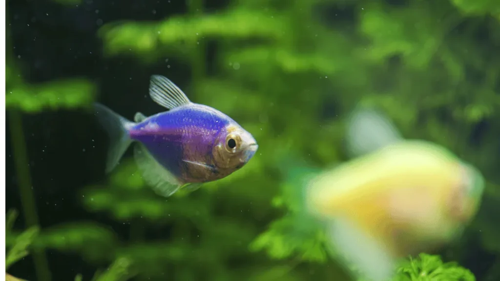 7 converted 2 tips menjaga warna ikan glofish