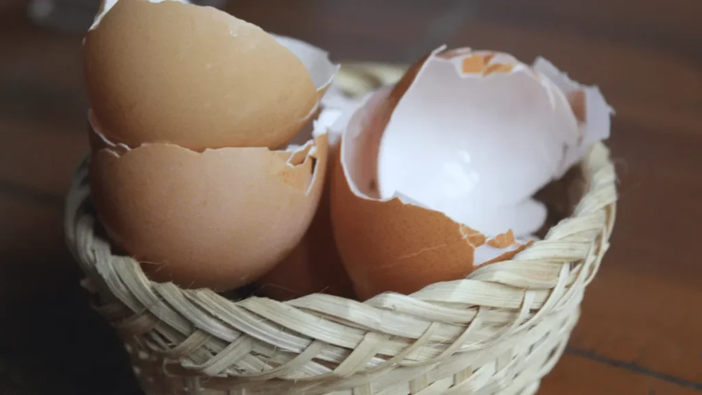 cangkang telur untuk pakan ayam