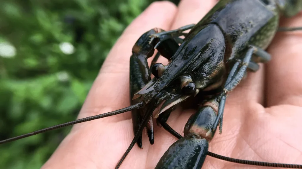pakan lobster air tawar