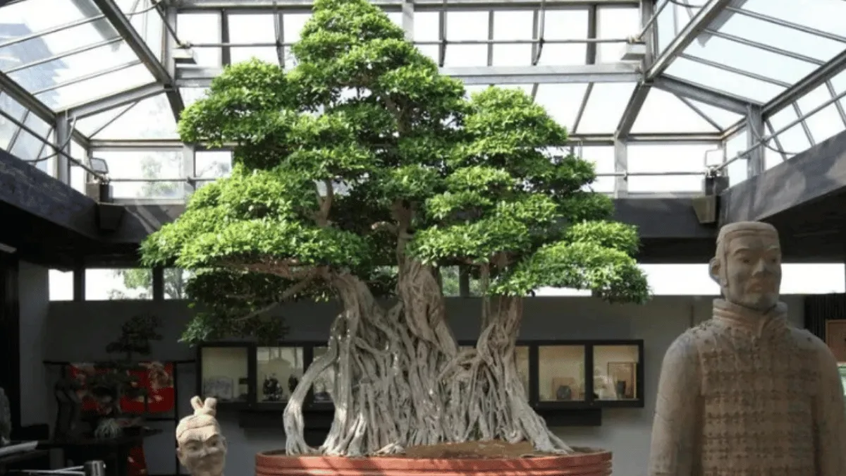 7 converted 6 bonsai ficus retusa linn