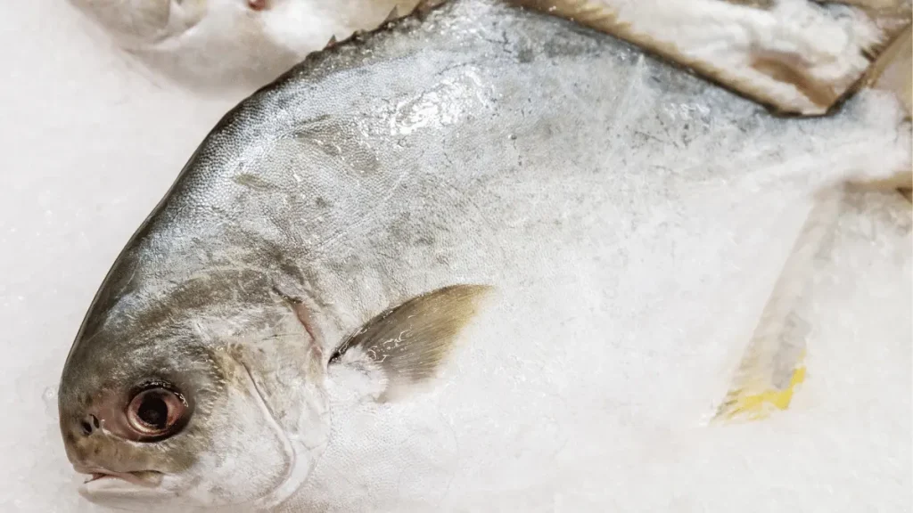 bibit ikan bawal terdekat