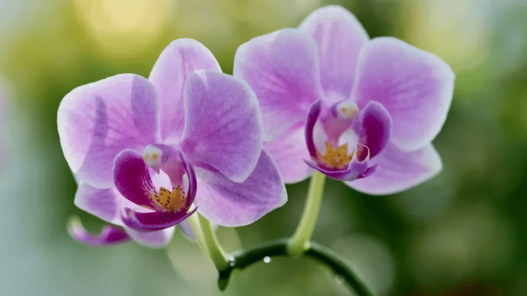 8 4 1 budidaya bunga anggrek